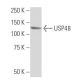 USP48 Antibody (5C2) - Western Blotting - Image 34006 