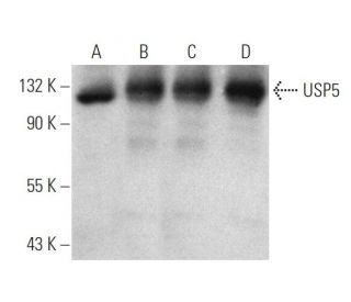 USP5 Antibody (1340CT704.170.140) - Western Blotting - Image 374601