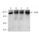 USP5 Antibody (1340CT704.170.140) - Western Blotting - Image 374601