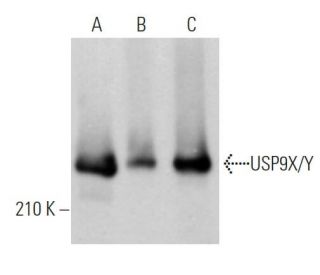 USP9X/Y Antibody (G-10) - Western Blotting - Image 363515 