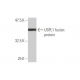 USPL1 Antibody (2F12) - Western Blotting - Image 349018