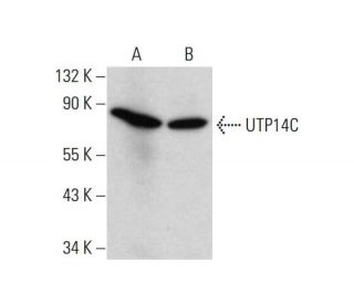 UTP14C Antibody (H-1) - Western Blotting - Image 142721 