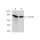 UTP14C Antibody (H-1) - Western Blotting - Image 142721 