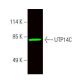UTP14C Antibody (H-1) - Western Blotting - Image 389501