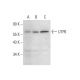 UTP6 Antibody (E-9) - Western Blotting - Image 309514 