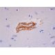 utrophin Antibody (3B6) - Immunohistochemistry - Image 289205 