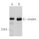 这种多克隆抗体已经停产。请参阅我们推荐的<a href="utrophin-antibody-8a4">utrophin (8A4)</a>单克隆抗体(显示样本数据)。 western blotting image from recommended utrophin (8A4) monoclonal antibody replacement. Image 361554