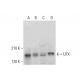 UTX Antibody (D-3) - Western Blotting - Image 333390 