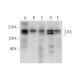 UTX Antibody (E-8) - Western Blotting - Image 333389 