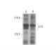 UTX Antibody (E-8) - Western Blotting - Image 352699 