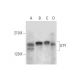 UTY Antibody (G-3) - Western Blotting - Image 326478