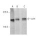 UTY Antibody (G-3) - Western Blotting - Image 387984 