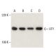 UTY Antibody (G-3) - Western Blotting - Image 397964 