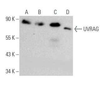 UVRAG Antibody (2E8) - Western Blotting - Image 368235 