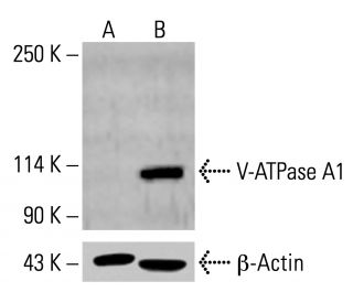 V-ATPase A1 Antibody (E-8) - Western Blotting - Image 414583 