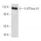 western blotting image from recommended V-ATPase A1 (E-8) monoclonal antibody replacement. Image 356631