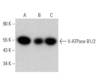 western blotting image from recommended V-ATPase B1/2 (D-4) monoclonal antibody replacement. Image 356333