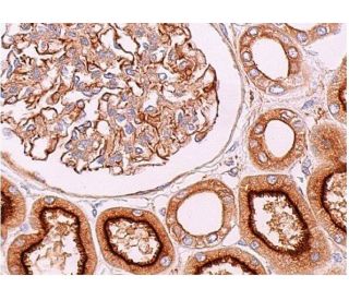 V-ATPase B2 Antibody (D-11) - Immunohistochemistry - Image 369225 
