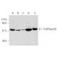V-ATPase B2 Antibody (F-10) - Western Blotting - Image 333761 