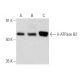V-ATPase B2 Antibody (F-10) - Western Blotting - Image 356620