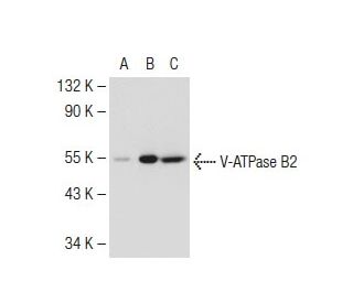 V-ATPase B2 Antibody (D-11) - Western Blotting - Image 110059