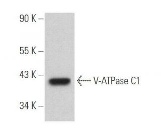 V-ATPase C1 Antibody (C-2) - Western Blotting - Image 359011 
