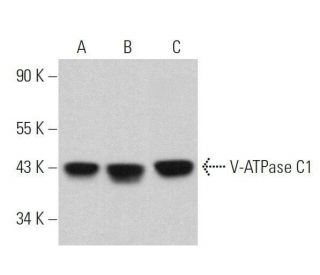 V-ATPase C1 Antibody (H-5) - Western Blotting - Image 359079