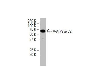V-ATPase C2 Antibody (S-10) - Western Blotting - Image 33538