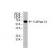 V-ATPase C2 Antibody (S-10) - Western Blotting - Image 33538