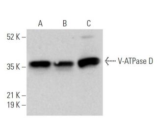 V-ATPase D Antibody (D-4) - Western Blotting - Image 374700 