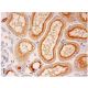 V-ATPase D Antibody (E-12) - Immunohistochemistry - Image 301855