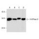 V-ATPase D Antibody (E-12) - Western Blotting - Image 287905 