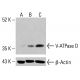 V-ATPase D Antibody (E-12) - Western Blotting - Image 415060