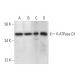V-ATPase D1 Antibody (D-4) - Western Blotting - Image 294600 