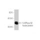V-ATPase D2 Antibody (7A4) - Western Blotting - Image 350357