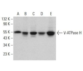 V-ATPase H Antibody (C-8) - Western Blotting - Image 381844 