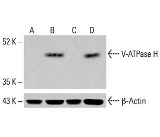V-ATPase H Antibody (E-10) - Western Blotting - Image 413897 