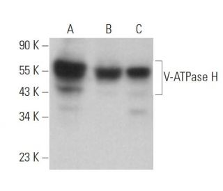 V-ATPase H Antibody (G-2) - Western Blotting - Image 359305 