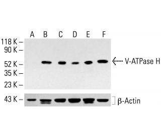 V-ATPase H Antibody (G-2) - Western Blotting - Image 413565 