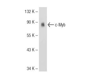 v-Myb/c-Myb Antibody (3H2747) - Western Blotting - Image 35154