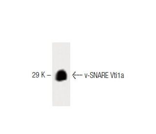 v-SNARE Vti1a Antibody (45) - Western Blotting - Image 60490 