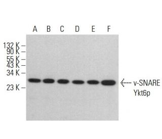 v-SNARE Ykt6p Antibody (E-2) - Western Blotting - Image 383046 