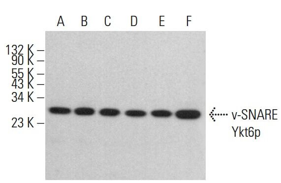 v-snare-ykt6p-antibody-e-2-