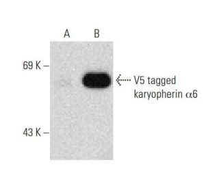 V5-Probe Antibody (E10) - Western Blotting - Image 130766