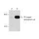 V5-Probe Antibody (E10) - Western Blotting - Image 130766