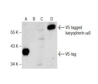 western blotting image from recommended V5-Probe (H-9) monoclonal antibody replacement. Image 160517