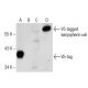 western blotting image from recommended V5-Probe (H-9) monoclonal antibody replacement. Image 160517