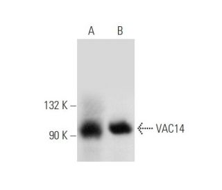 VAC14 Antibody (C-10) - Western Blotting - Image 137062 