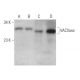 VACVase Antibody (E-3) - Western Blotting - Image 372481
