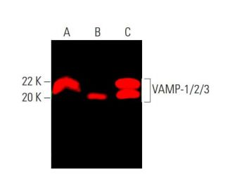 western blotting image from recommended VAMP-1/2/3 (F-11) monoclonal antibody replacement. Image 387027